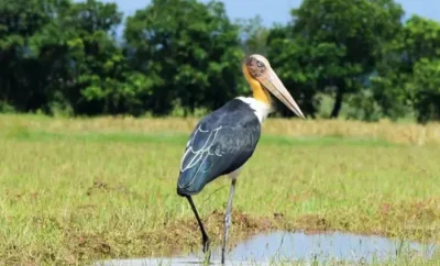 Habitat of the World’s Amazing Birds – A Natural Paradise at Siddhi Nivi Fun City